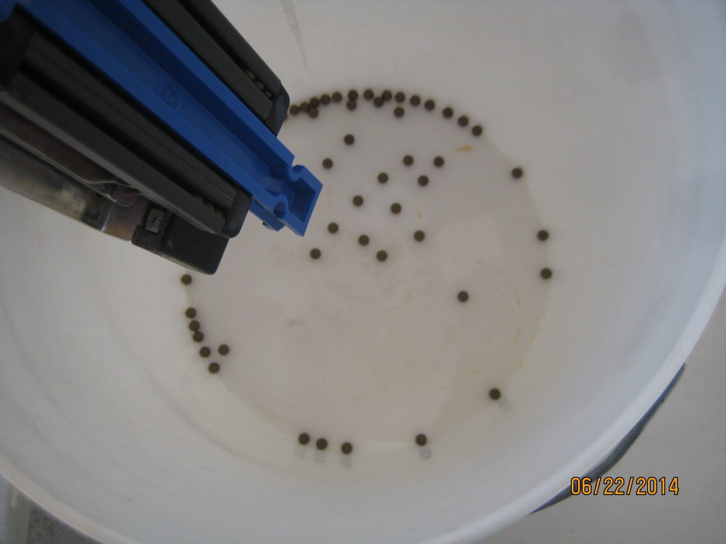 A white bowl filled with brown balls and blue sticks.