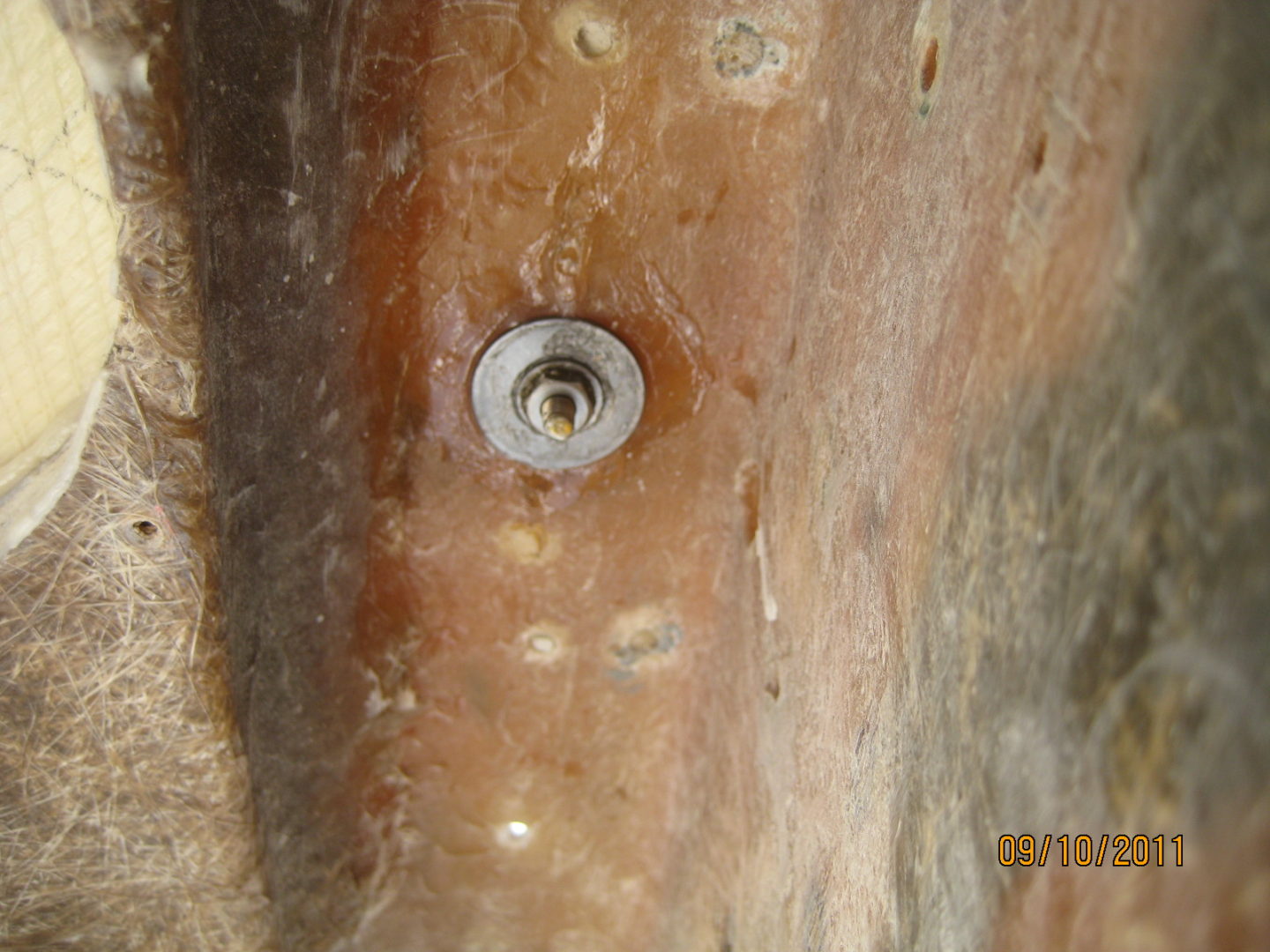 A close up of the hole in the tree.